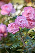 NORWELL NURSERIES, NOTTINGHAMSHIRE: PINK FLOWERS OF ROSES, ROSA MEIDOMONAC BONICA, FLOWERING, BLOOMING, PERENNIALS