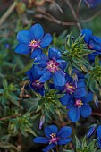 NORWELL NURSERIES, NOTTINGHAMSHIRE: BLUE FLOWERS OF ANAGALIS MONELLII SKYLOVER, BLUE PIMPERNEL, PERENNIALS, FALL, AUTUMN, FLOWERING, BLOOMING