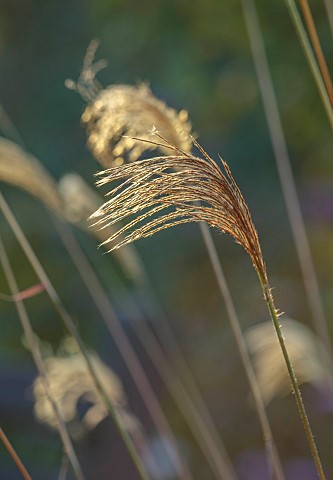 NORWELL_NURSERIES_NOTTINGHAMSHIRE_GRASSES_AUTUMN_FALL_MISCANTHUS_NEPALENSIS_SEED_HEAD_PERENNIALS