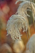 NORWELL NURSERIES, NOTTINGHAMSHIRE: GRASSES, AUTUMN, FALL, MISCANTHUS NEPALENSIS, SEED HEAD, PERENNIALS