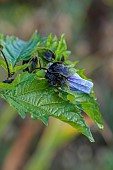 NORWELL NURSERIES, NOTTINGHAMSHIRE: BLUE SEED HEAD, SEED POD OF NICANDRA PHYSALODES, FLOWERS, FLOWERING, FALL, OCTOBER, AUTUMN, SHOO FLY PLANT, LEAVES, FOLIAGE