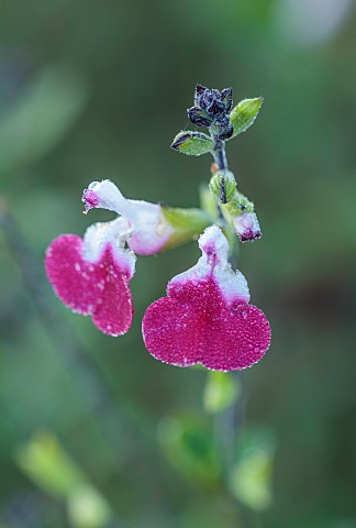 NORWELL_NURSERIES_NOTTINGHAMSHIRE_RED_CREAM_WHITE_FLOWERS_BLOOMS_OF_SALVIA_CHERRY_LIPS_SAGE_FRAGRANT