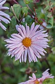 NORWELL NURSERIES, NOTTINGHAMSHIRE: PALE PINK, APRICOT FLOWERS OF CHRYSANTHEMUM ESTHER, PERENNIALS, DENDRANTHEMA, FALL, FLOWERING, BLOOMING, AUTUMN