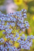 NORWELL NURSERIES, NOTTINGHAMSHIRE: PALE BLUE FLOWERS OF ASTER CORDIFOLIUS, MICHAELMAS DAISY, PERENNIALS, AUTUMN