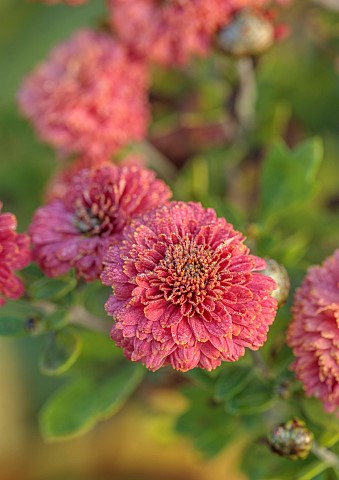 NORWELL_NURSERIES_NOTTINGHAMSHIRE_PINK_RED_FLOWERS_OF_CHRYSANTHEMUM_DR_TOM_PARR_OCTOBER_FALL_BLOOMS_