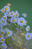 NORWELL NURSERIES, NOTTINGHAMSHIRE: PALE BLUE FLOWERS OF ASTER CORDIFOLIUS, MICHAELMAS DAISY, PERENNIALS, AUTUMN