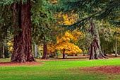 BOWOOD HOUSE & GARDENS, WILTSHIRE: AUTUMN, FALL, TREES, LAWN, GIANT REDWOODS, SEQUOIADENDRON GIGANTEUM