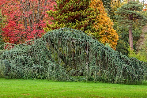 BOWOOD_HOUSE__GARDENS_WILTSHIRE_WEEPING_SPRUCE_PICEA_IN_THE_WOODLAND_AUTUMN_OCTOBER
