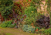 BOWOOD HOUSE & GARDENS, WILTSHIRE: HOT BORDER IN THE WALLED GARDEN, OCTOBER, FALL, AUTUMN, VITIS COIGNETIAE