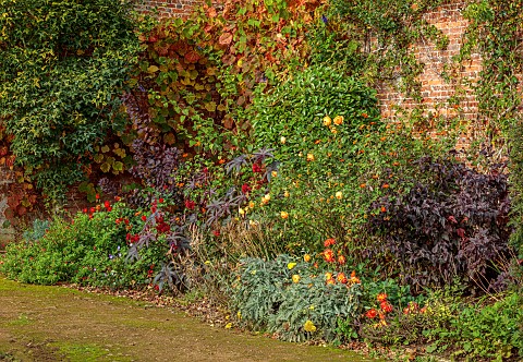 BOWOOD_HOUSE__GARDENS_WILTSHIRE_HOT_BORDER_IN_THE_WALLED_GARDEN_OCTOBER_FALL_AUTUMN_VITIS_COIGNETIAE