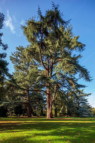 BOWOOD_HOUSE__GARDENS_WILTSHIRE_TREE_IN_THE_WOODLAND_AUTUMN_FALL_OCTOBER