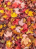 BOWOOD HOUSE & GARDENS, WILTSHIRE: AUTUMN LEAVES ON THE GROUND, FALL, FOLIAGE, RED, YELLOW