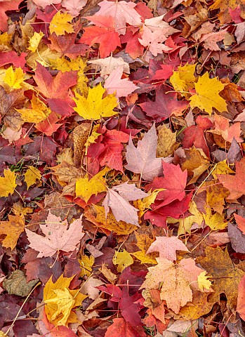 BOWOOD_HOUSE__GARDENS_WILTSHIRE_AUTUMN_LEAVES_ON_THE_GROUND_FALL_FOLIAGE_RED_YELLOW
