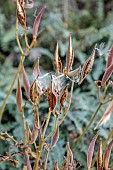 BOWOOD HOUSE & GARDENS, WILTSHIRE: SEED PODS OF ASCLEPIAS TUBEROSA, BUTTERFLY WEED, OCTOBER, AUTUMN, FALL