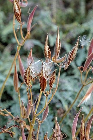 BOWOOD_HOUSE__GARDENS_WILTSHIRE_SEED_PODS_OF_ASCLEPIAS_TUBEROSA_BUTTERFLY_WEED_OCTOBER_AUTUMN_FALL