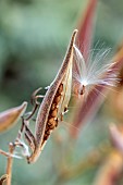 BOWOOD HOUSE & GARDENS, WILTSHIRE: SEED PODS OF ASCLEPIAS TUBEROSA, BUTTERFLY WEED, OCTOBER, AUTUMN, FALL
