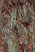 BOWOOD HOUSE & GARDENS, WILTSHIRE: BARK OF CALIFORNIAN GIANT REDWOOD TREE, SEQUOIA DENDRON GIGANTEUM, TRUNK, WOODLAND, AUTUMN, FALL