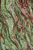 BOWOOD HOUSE & GARDENS, WILTSHIRE: BARK OF CALIFORNIAN GIANT REDWOOD TREE, SEQUOIA DENDRON GIGANTEUM, TRUNK, WOODLAND, AUTUMN, FALL