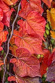 CLOSE UP PORTRAIT OF CERCIS CANADENSIS RUBY FALLS, PURPLE, RED, FOLIAGE, LEAVES, SHRUBS