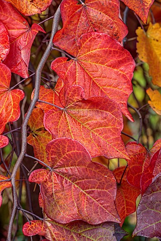 CLOSE_UP_PORTRAIT_OF_CERCIS_CANADENSIS_RUBY_FALLS_PURPLE_RED_FOLIAGE_LEAVES_SHRUBS