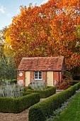 ST TIMOTHEE, BERKSHIRE: AUTUMN, OCTOBER, FALL, FOLIAGE, HEDGES, HEDGING, OUTBUILDING, SHED, LAWN, RED OAK, QUERCUS RUBRA
