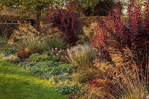 ST_TIMOTHEE_BERKSHIRE_AUTUMN_OCTOBER_FALL_FOLIAGE_HEDGES_HEDGING_COTINUS_COGGYGRIA_ROYAL_PURPLE_PERO