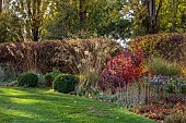 ST TIMOTHEE, BERKSHIRE: AUTUMN, OCTOBER, FALL, FOLIAGE, HEDGES, HEDGING, COTINUS COGGYGRIA ROYAL PURPLE, STIPA GIGANTEA, LAWN