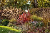 ST TIMOTHEE, BERKSHIRE: AUTUMN, OCTOBER, FALL, FOLIAGE, HEDGES, HEDGING, COTINUS COGGYGRIA ROYAL PURPLE, STIPA GIGANTEA, MISCANTHUS MORNING LIGHT, LAWN