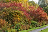 BORDE HILL GARDEN, WEST SUSSEX: BORDER, NOVEMBER, SORBUS SARGENTIANA, AGM, RED BERRIES, FRUITS, DECIDUOUS TREES, EUONYMUS EUROPAEUS RED CASCADE