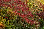 BORDE HILL GARDEN, WEST SUSSEX: BORDER, NOVEMBER, SORBUS SARGENTIANA, AGM, RED BERRIES, FRUITS, DECIDUOUS TREES