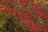 BORDE HILL GARDEN, WEST SUSSEX: NOVEMBER, SORBUS SARGENTIANA, AGM, RED BERRIES, FRUITS, DECIDUOUS TREES, EUONYMUS EUROPAEUS RED CASCADE