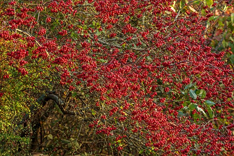 BORDE_HILL_GARDEN_WEST_SUSSEX_NOVEMBER_SORBUS_SARGENTIANA_AGM_RED_BERRIES_FRUITS_DECIDUOUS_TREES_EUO