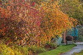BORDE HILL GARDEN, WEST SUSSEX: BORDER, NOVEMBER, GOLDEN, YELLOW, ORANGE FRUITS OF MALUS YELLOW SIBERIAN, CRAB APPLES, COTINUS COGGYGRIA ROYAL PURPLE, DECIDUOUS, TREES