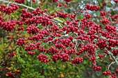 BORDE HILL GARDEN, WEST SUSSEX: NOVEMBER, SORBUS SARGENTIANA, AGM, RED BERRIES, FRUITS, DECIDUOUS TREES