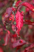 BORDE HILL GARDEN, WEST SUSSEX: