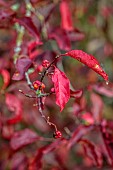 BORDE HILL GARDEN, WEST SUSSEX: NOVEMBER, RED LEAVES, FRUITS OF EUONYMUS EUROPAEUS RED CASCADE, DECIDUOUS, SHRUBS, SPINDLE