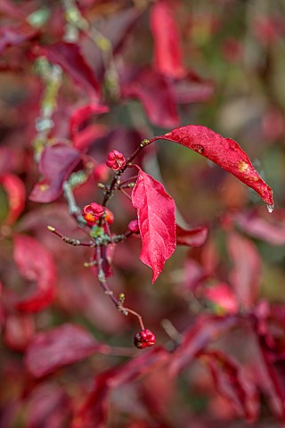 BORDE_HILL_GARDEN_WEST_SUSSEX_NOVEMBER_RED_LEAVES_FRUITS_OF_EUONYMUS_EUROPAEUS_RED_CASCADE_DECIDUOUS
