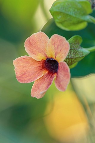 BORDE_HILL_GARDEN_WEST_SUSSEX_APRICOT_FLOWERS_OF_THUNBERGIA_ALATA_AFRICAN_SUNSET_CLIMBERS_ANNUALS_NO