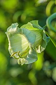 BORDE HILL GARDEN, WEST SUSSEX: GREEN FLOWERS OF COBAEA SCANDENS F ALBA, ANNUALS, CLIMBERS, CLIMBING, BLOOMS, FALL