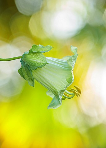 BORDE_HILL_GARDEN_WEST_SUSSEX_GREEN_FLOWERS_OF_COBAEA_SCANDENS_F_ALBA_ANNUALS_CLIMBERS_CLIMBING_BLOO