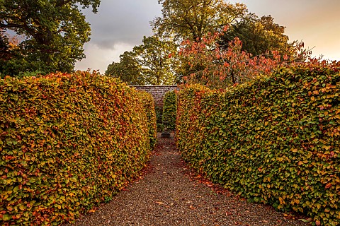 THE_LAUNDRY_GARDEN_DENBIGH_WALES_AUTUMN_COLOUR_OF_CURVED_BEECH_HEDGES_HEDGING_NOVEMBER_FOLIAGE_LEAVE