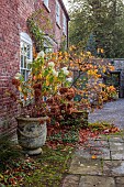 THE LAUNDRY GARDEN, DENBIGH, WALES: NOVEMBER, FRONT DOOR, HOUSE, ACER, MAPLES, CONTAINER WITH HYDRANGEA ANNABELLE