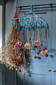 THE LAUNDRY GARDEN, DENBIGH, WALES: DAHLIAS HANGING OUT TO DRY IN THE KITCHEN, NOVEMBER, DRIED FLOWERS