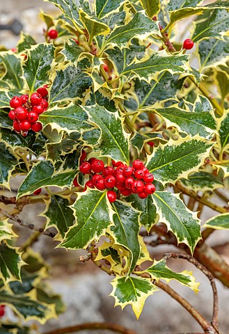 THE_LAUNDRY_GARDEN_DENBIGH_WALES_CLOSE_UP_OF_LEAVES_AND_RED_BERRIES_OF_HOLLY_ILEX_AQUIFOLIUM_SILVER_