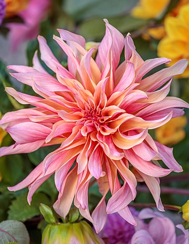 THE_LAUNDRY_GARDEN_DENBIGH_WALES_CLOSE_UP_OF_PINK_FLOWERS_OF_DAHLIA_LABYRINTH_NOVEMBER