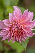 THE LAUNDRY GARDEN, DENBIGH, WALES: CLOSE UP OF PINK, YELLOW, FLOWERS OF DAHLIA OTTOS THRILL, NOVEMBER