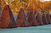 ROCKCLIFFE GARDEN, GLOUCESTERSHIRE: VIEW ACROSS LAWN AT SUNRISE WITH CLIPPED BEECH OBELISKS. ENGLISH, COUNTRY, GARDEN, WINTER, FROST, SUNRISE