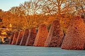 ROCKCLIFFE GARDEN, GLOUCESTERSHIRE: VIEW ACROSS LAWN AT SUNRISE WITH CLIPPED BEECH OBELISKS. ENGLISH, COUNTRY, GARDEN, WINTER, FROST, SUNRISE