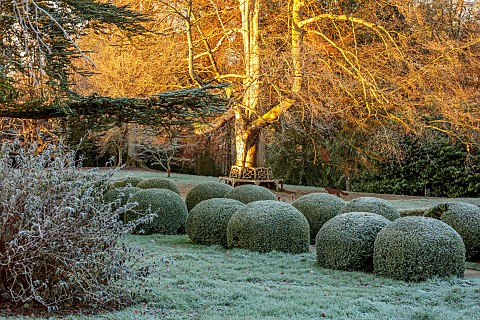 ROCKCLIFFE_GARDEN_GLOUCESTERSHIRE_SUNRISE_ENGLISH_COUNTRY_GARDEN_WINTER_FROST_CLIPPED_TOPIARY_BOX_FR