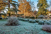 ROCKCLIFFE GARDEN, GLOUCESTERSHIRE: FROST, FROSTY, ENGLISH, COUNTRY, GARDEN, WINTER, SUNRISE. CLIPPED TOPIARY YEW DOMES